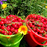 Вишня МАЯК (Россия, Свердловск) (КРУПНОМЕР! КРУПНОЕ, МОЩНОЕ ДЕРЕВО, ЦВЕТЁТ В ГОД ПОСАДКИ, ЧАСТО И ПЛОДОНОСИТ В ГОД ПОСАДКИ!) Вишня МАЯК (Россия, Свердловск) (КРУПНОМЕР! КРУПНОЕ, МОЩНОЕ ДЕРЕВО, ЦВЕТЁТ В ГОД ПОСАДКИ, ЧАСТО И ПЛОДОНОСИТ В ГОД ПОСАДКИ!)